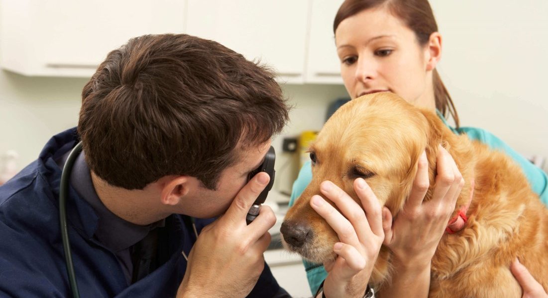 Ama os animais e quer trabalhar pertinho deles? Então saiba tudo sobre o curso de Auxiliar de Veterinário e Pet Shop do Colégio Praxis!