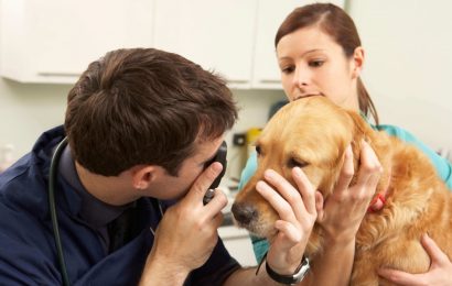 Ama os animais e quer trabalhar pertinho deles? Então saiba tudo sobre o curso de Auxiliar de Veterinário e Pet Shop do Colégio Praxis!